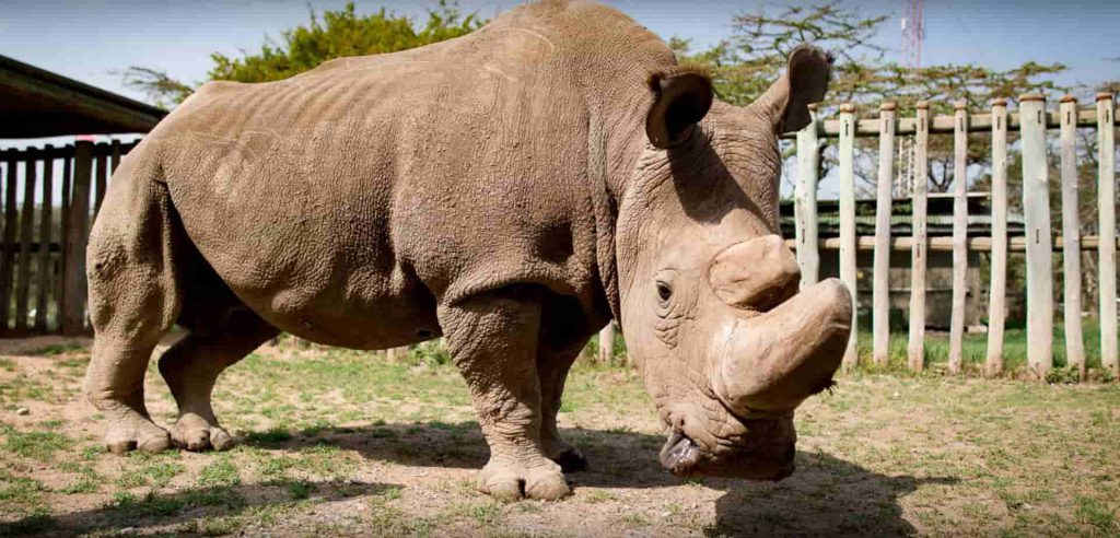 THE OLDEST RHINO DIED IN AGED 57