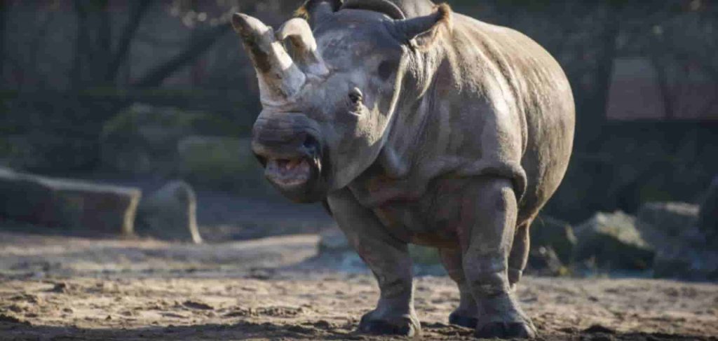 THE OLDEST RHINO DIED IN AGED 57